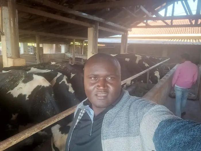 Fredrick Macharia with dairy cows in a barn