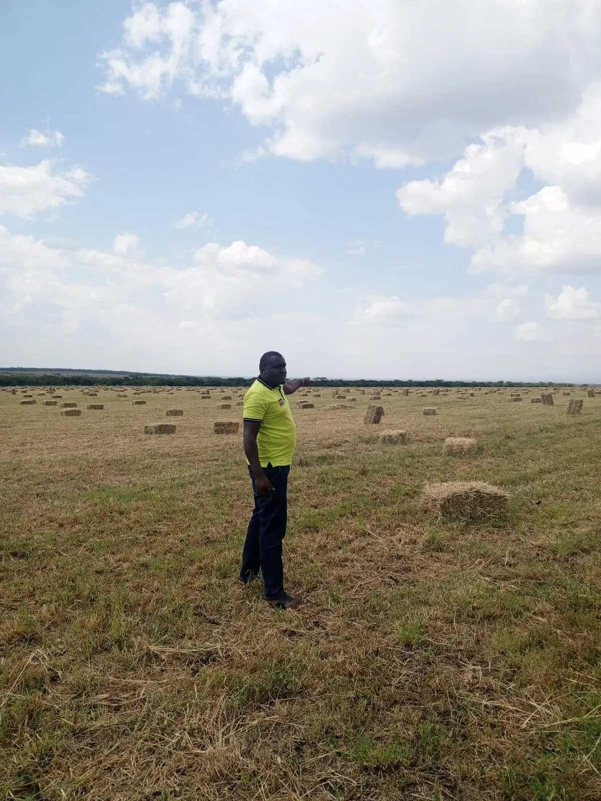 Freshly baled Boma Rhodes hay lying in the field