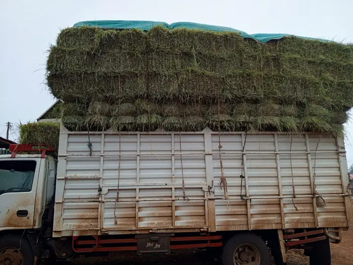 A lorry loaded with green Boma Rhodes hay