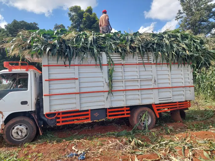 Loading fresh maize for silage onto a lorry