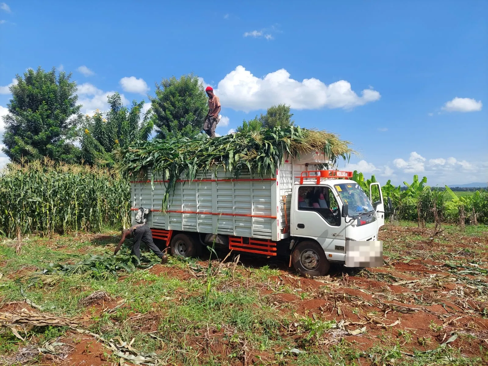 A Freha lorry loaded with fresh-cut maize for silage