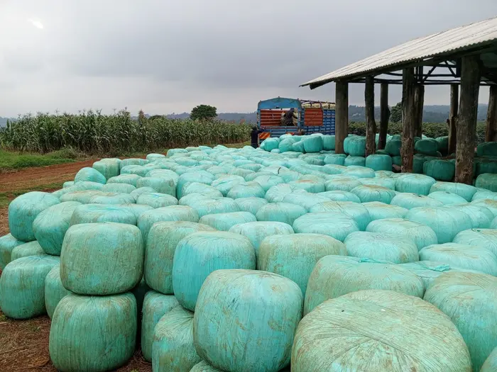 Rows of wrapped silage bales